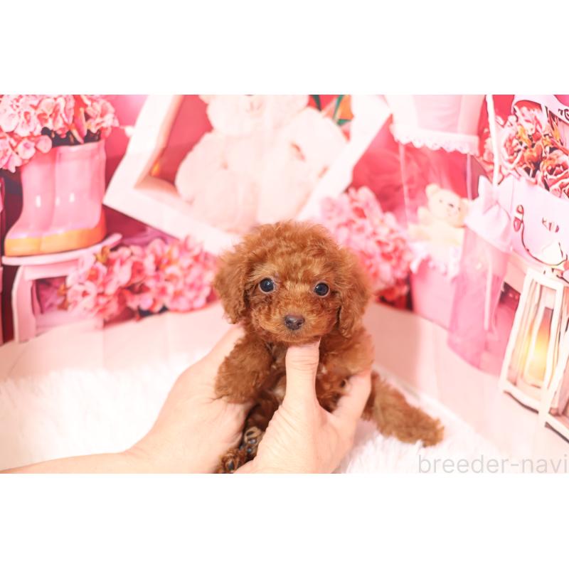 販売中の大阪府のティーカッププードル-449345の2枚目