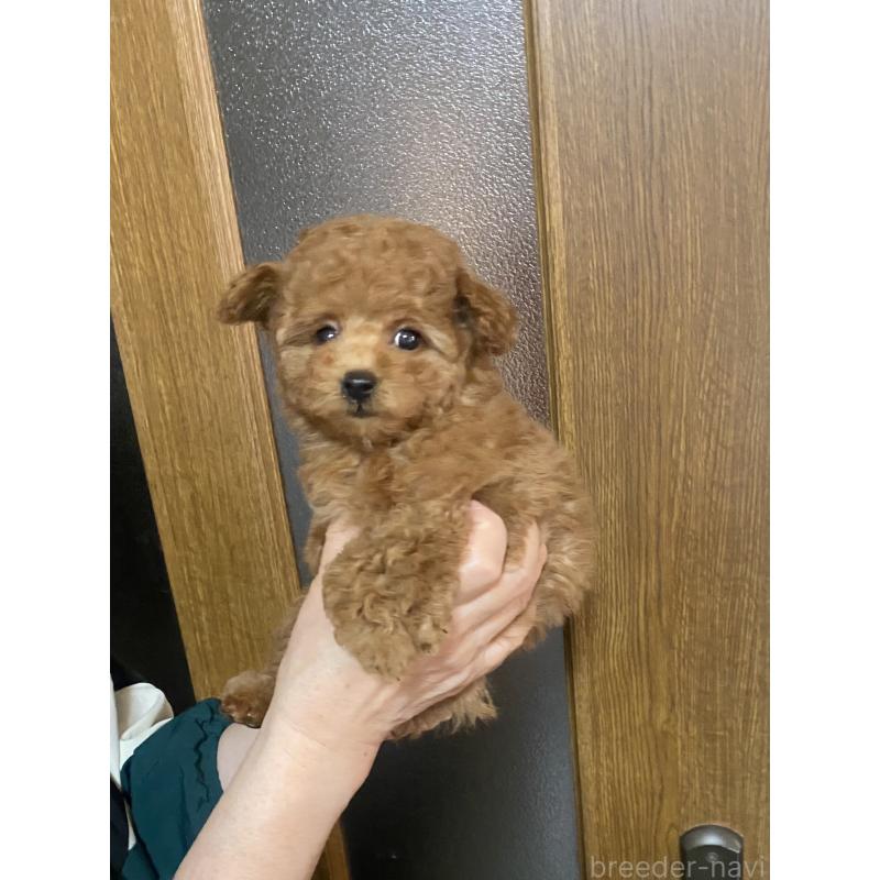 販売中の兵庫県のティーカッププードル-449346の6枚目