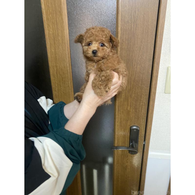 販売中の兵庫県のティーカッププードル-449346の5枚目