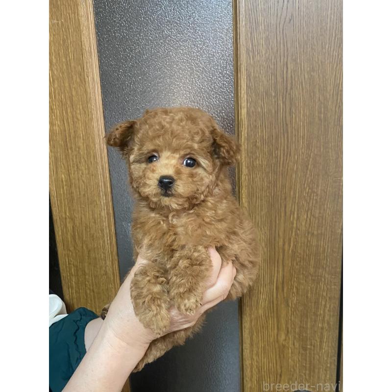 販売中の兵庫県のティーカッププードル-449346の3枚目