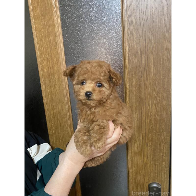 販売中の兵庫県のティーカッププードル-449346の2枚目