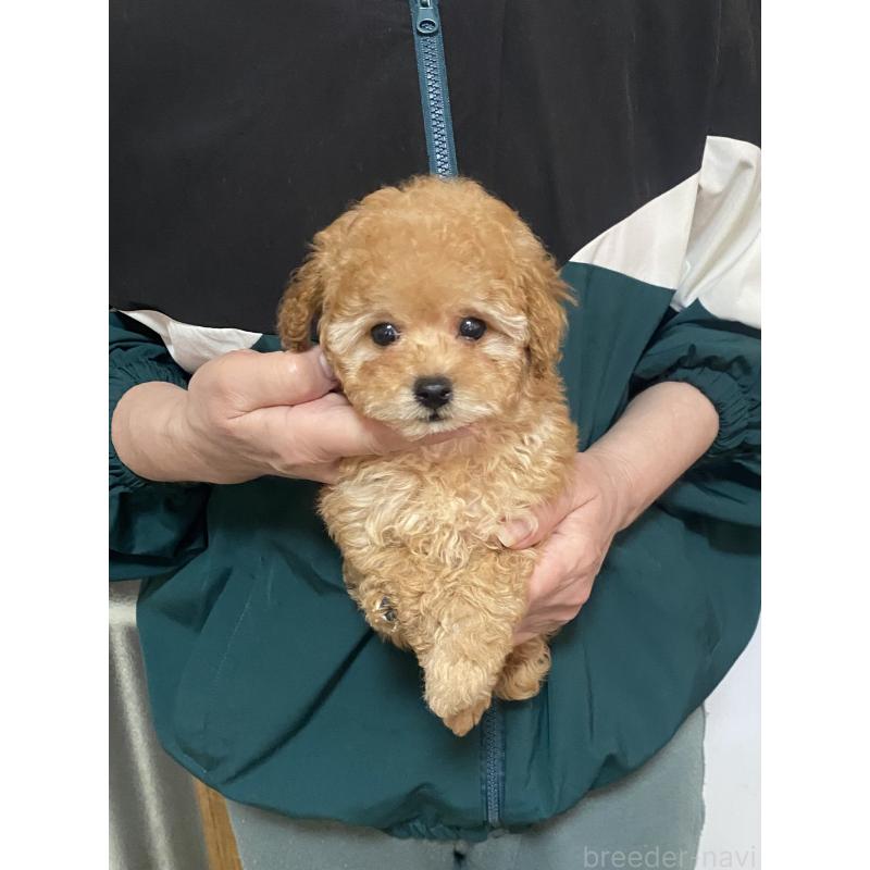 販売中の兵庫県のティーカッププードル-449347の7枚目