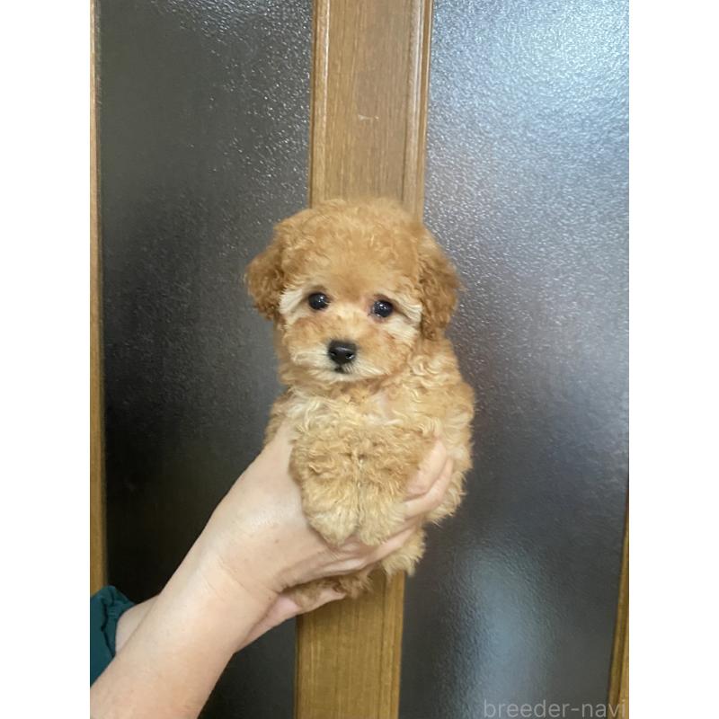 販売中の兵庫県のティーカッププードル-449347の6枚目