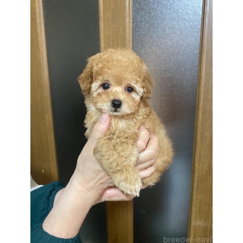 販売中の兵庫県のティーカッププードル-449347の5枚目