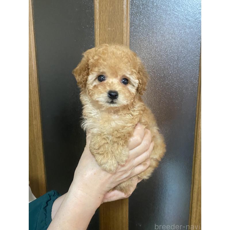 販売中の兵庫県のティーカッププードル-449347の4枚目