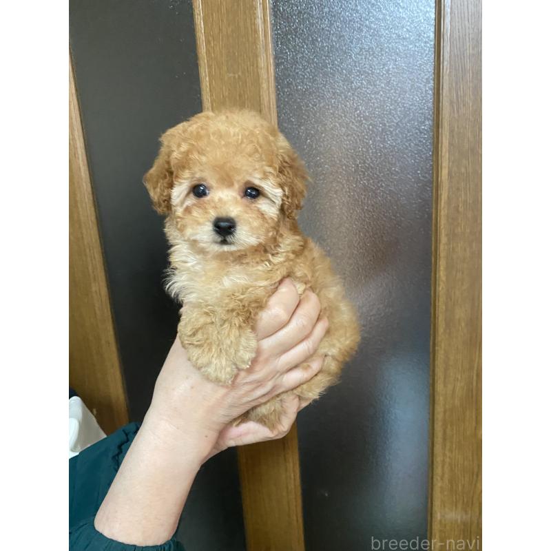 販売中の兵庫県のティーカッププードル-449347の3枚目