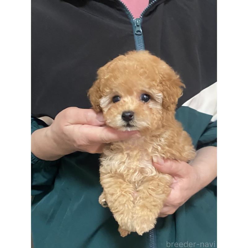 販売中の兵庫県のティーカッププードル-449347の2枚目