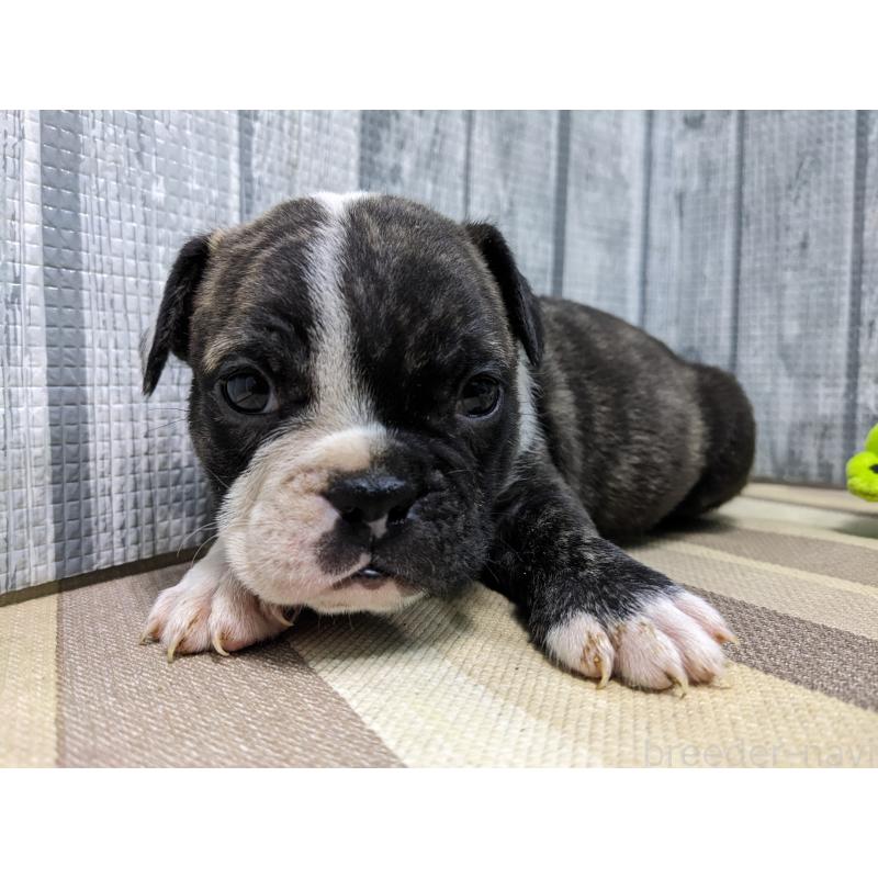 販売中の埼玉県のミックス犬-449348の6枚目