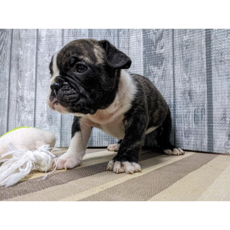 販売中の埼玉県のミックス犬-449348の4枚目