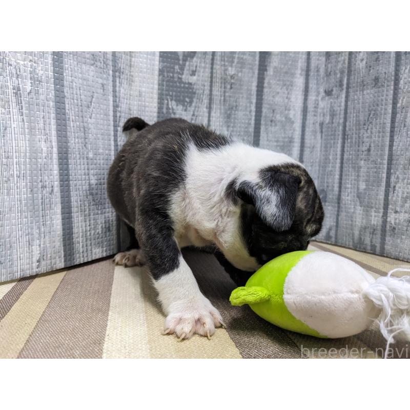 販売中の埼玉県のミックス犬-449348の2枚目