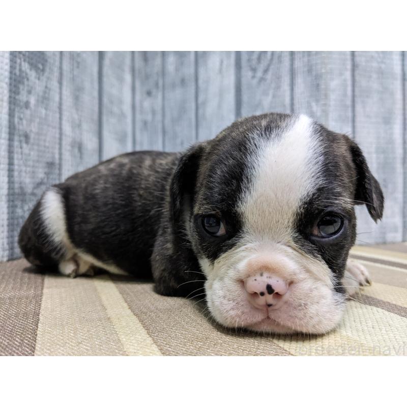 販売中の埼玉県のミックス犬-449349の6枚目