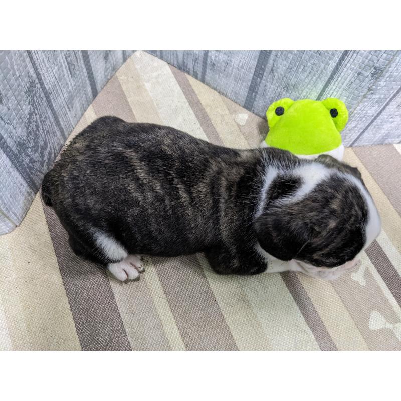 販売中の埼玉県のミックス犬-449349の4枚目