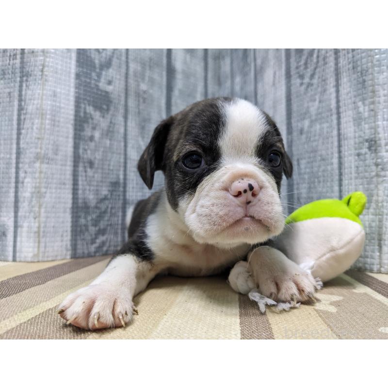 販売中の埼玉県のミックス犬-449349の3枚目