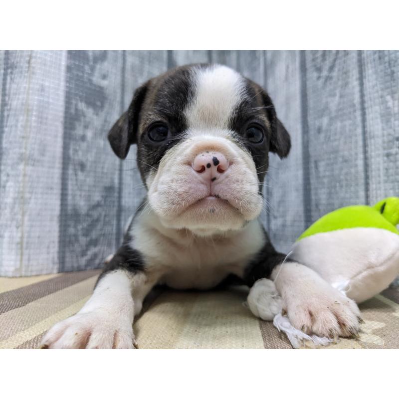 販売中の埼玉県のミックス犬-449349の2枚目