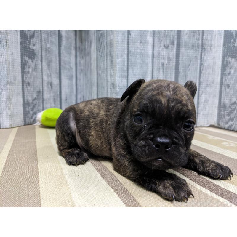 販売中の埼玉県のミックス犬-449350の6枚目