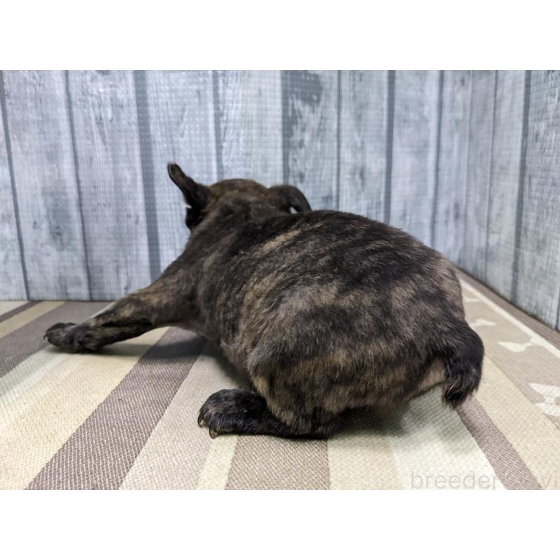 販売中の埼玉県のミックス犬-449350の4枚目