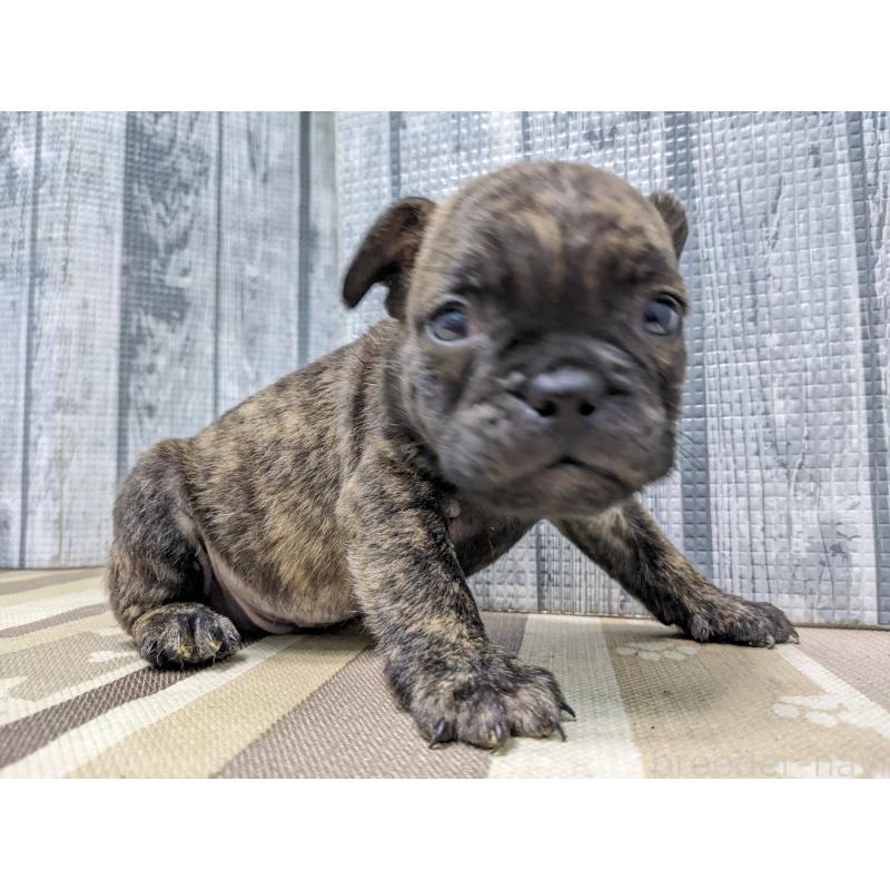 販売中の埼玉県のミックス犬-449350の2枚目