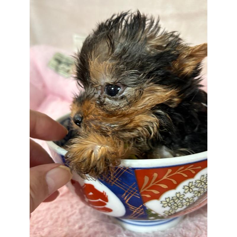 商談中の鹿児島県のヨークシャーテリア-440668の5枚目