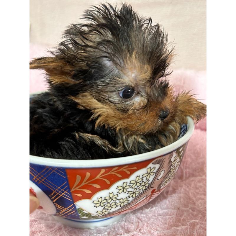 商談中の鹿児島県のヨークシャーテリア-440668の4枚目