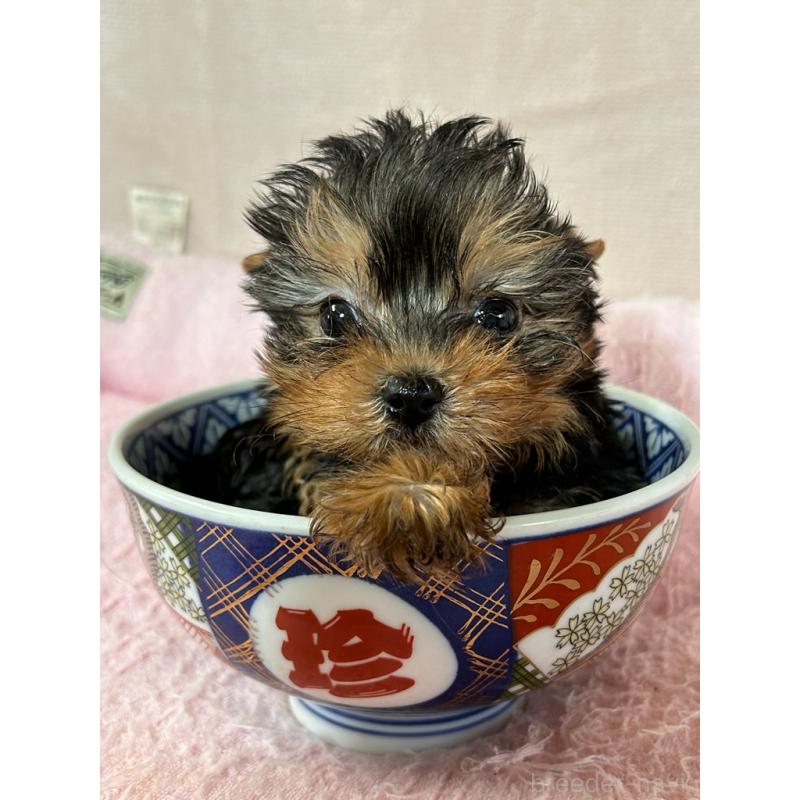 商談中の鹿児島県のヨークシャーテリア-440668の3枚目