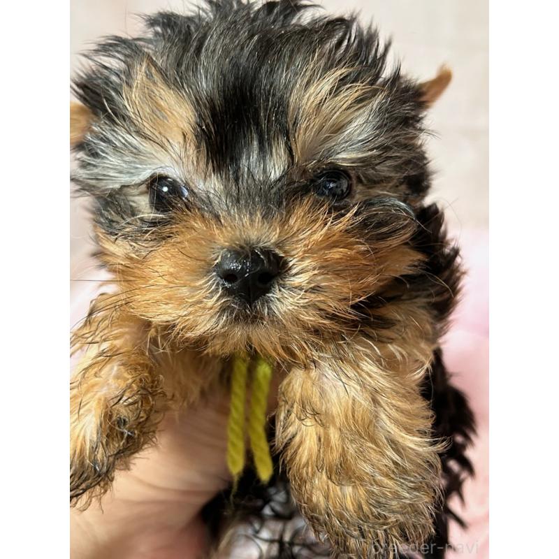 商談中の鹿児島県のヨークシャーテリア-440668の2枚目