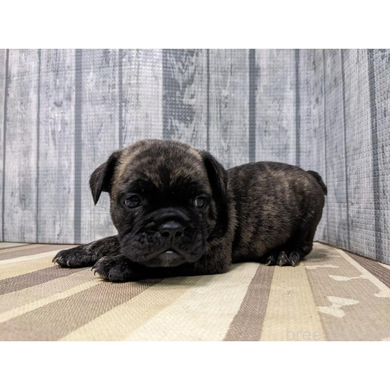 販売中の埼玉県のミックス犬-449351の6枚目