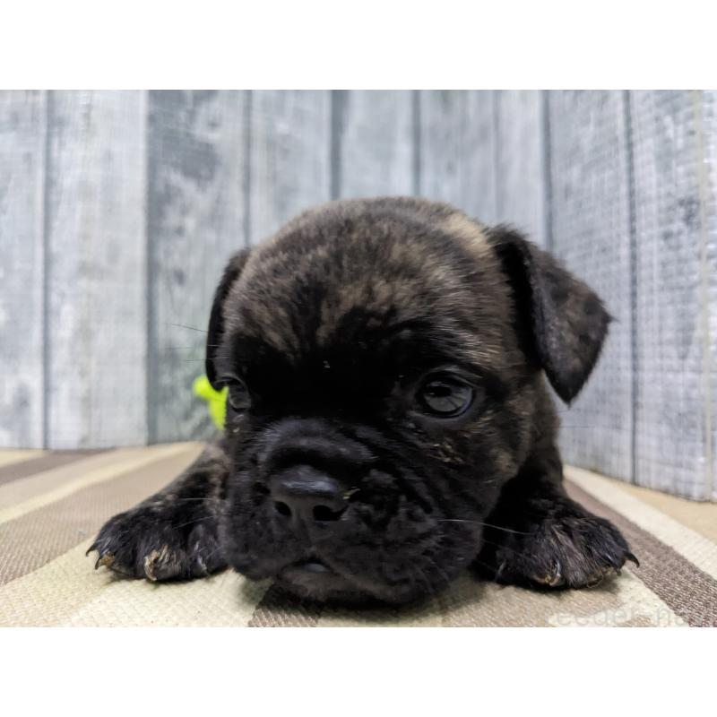 販売中の埼玉県のミックス犬-449351の5枚目