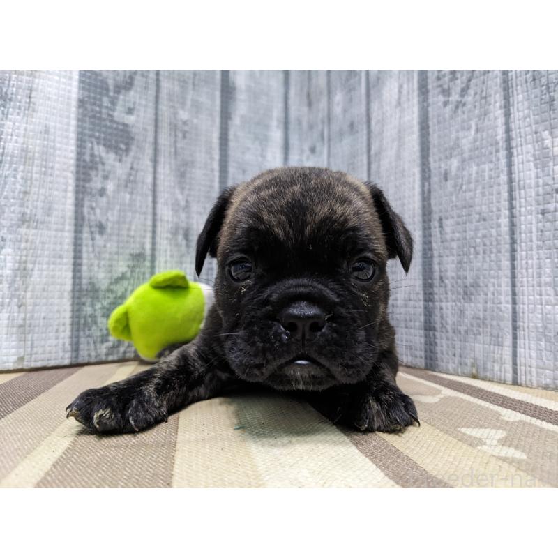 販売中の埼玉県のミックス犬-449351の4枚目