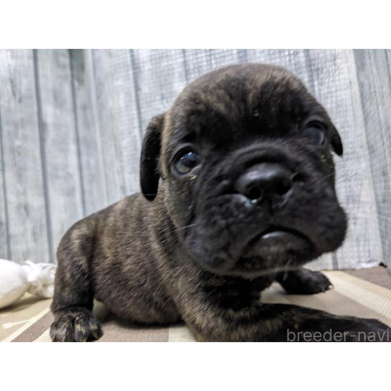 販売中の埼玉県のミックス犬-449351の2枚目