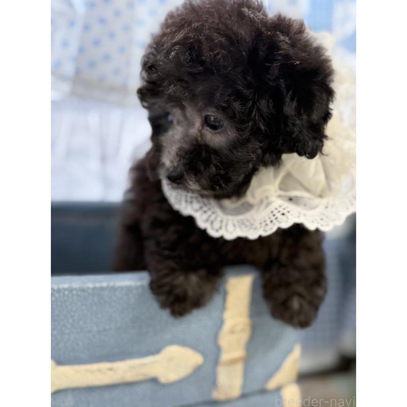 販売中の宮崎県のタイニープードル-449352の9枚目