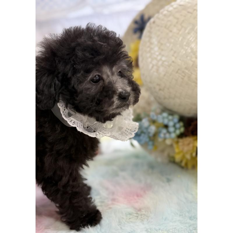 販売中の宮崎県のタイニープードル-449352の8枚目