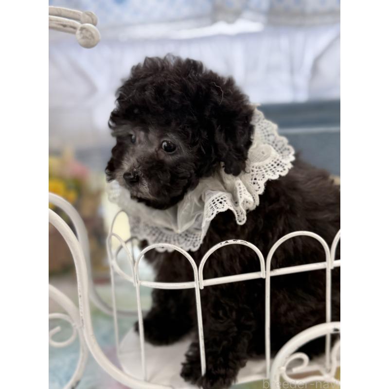 販売中の宮崎県のタイニープードル-449352の7枚目