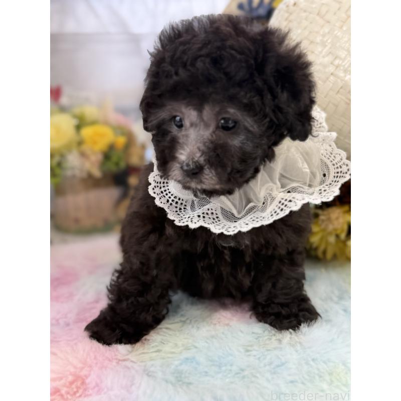 販売中の宮崎県のタイニープードル-449352の6枚目