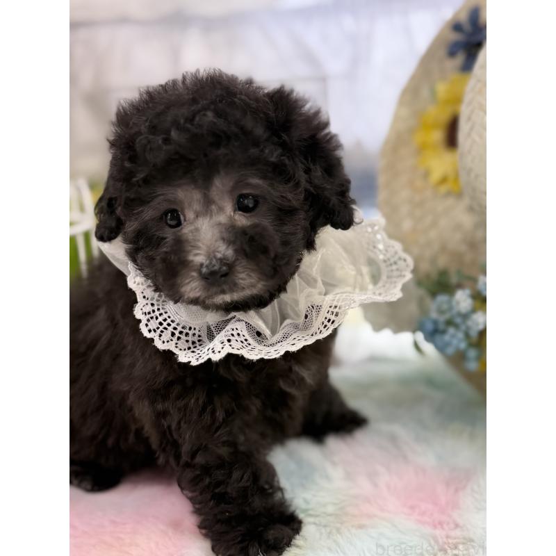 販売中の宮崎県のタイニープードル-449352の5枚目