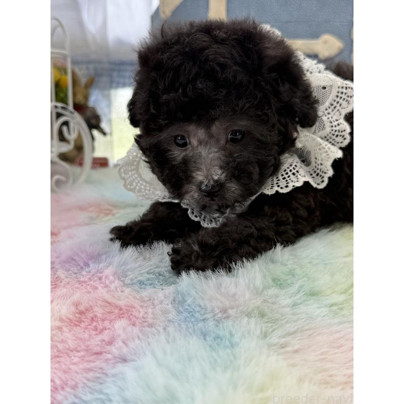 販売中の宮崎県のタイニープードル-449352の4枚目