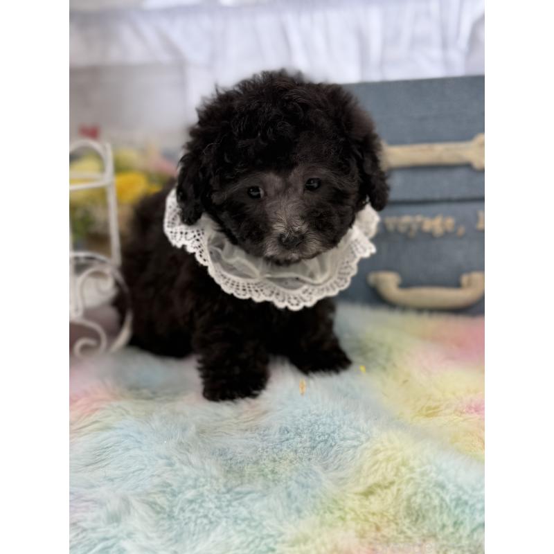 販売中の宮崎県のタイニープードル-449352の3枚目