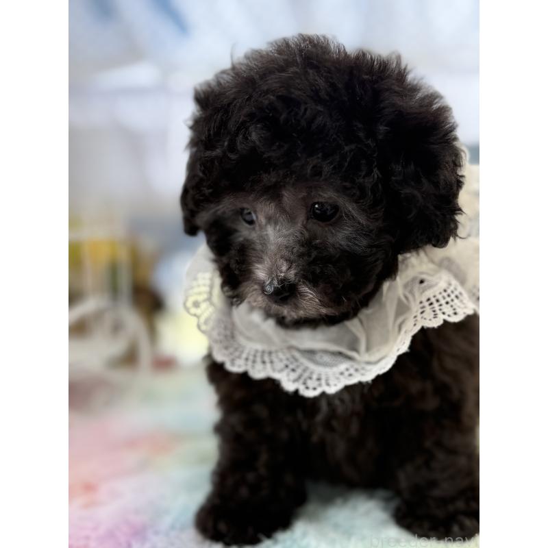 販売中の宮崎県のタイニープードル-449352の2枚目