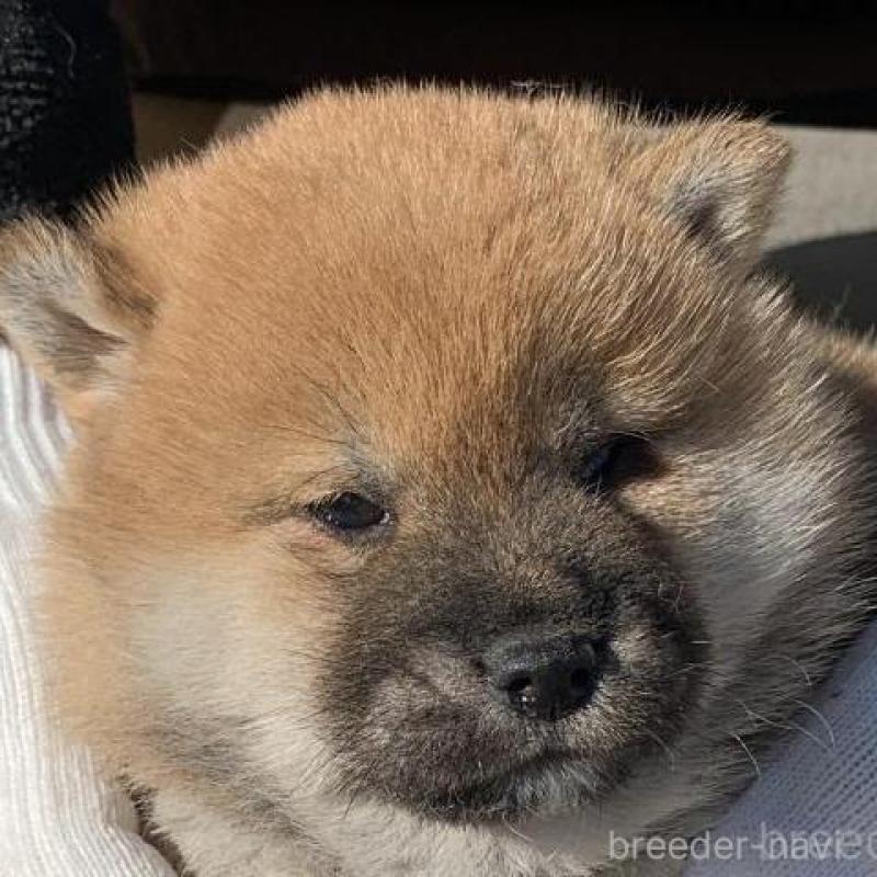 販売中の長崎県の柴犬-444413