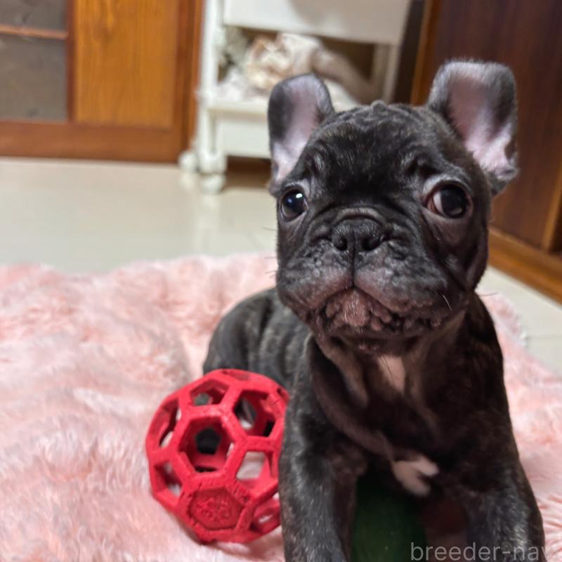 販売中の三重県のフレンチブルドッグ-437137