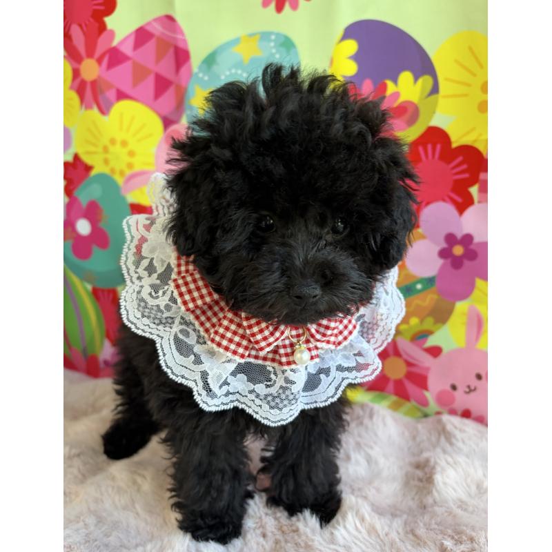 販売中の三重県のタイニープードル-449354の5枚目