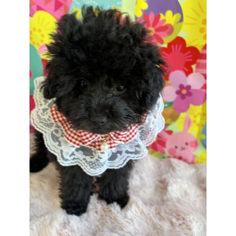 販売中の三重県のタイニープードル-449354の4枚目