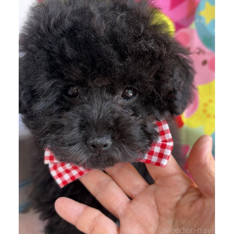 販売中の三重県のタイニープードル-449354の3枚目