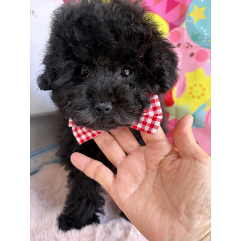 販売中の三重県のタイニープードル-449354の2枚目