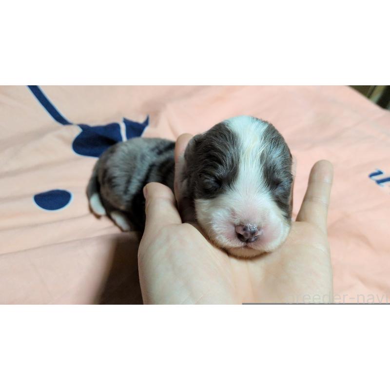 商談中の茨城県のボーダーコリー-449355の2枚目