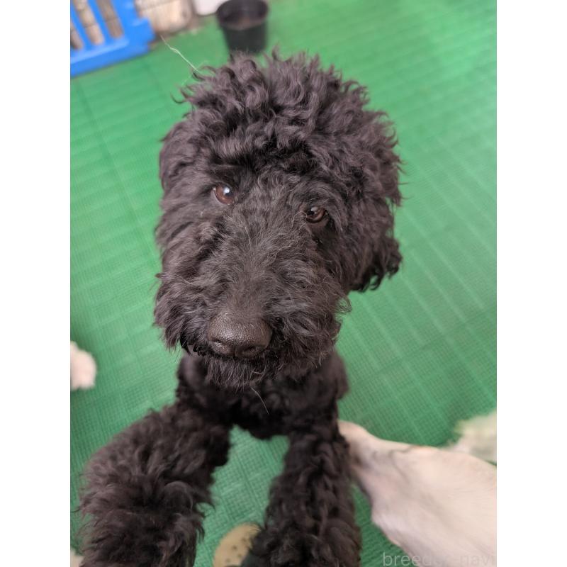 販売中の岡山県のミディアムプードル-437936の2枚目