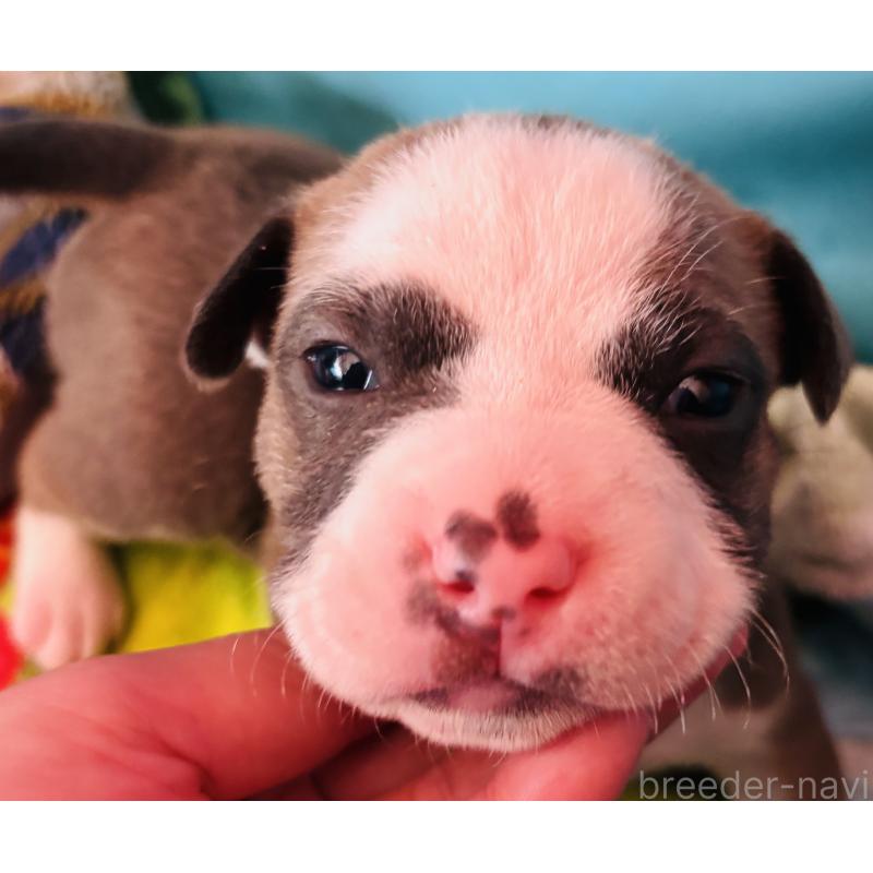 販売中の神奈川県のアメリカンピットブルテリア-445368