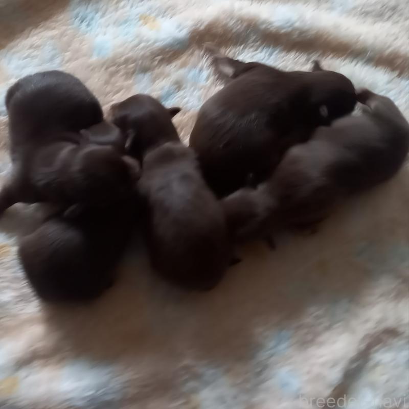 販売中の山口県のチワワ(ロングコート)-449356の4枚目