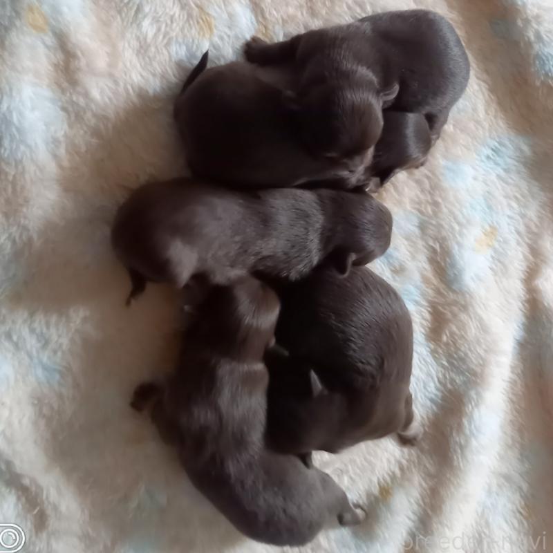 販売中の山口県のチワワ(ロングコート)-449356の3枚目