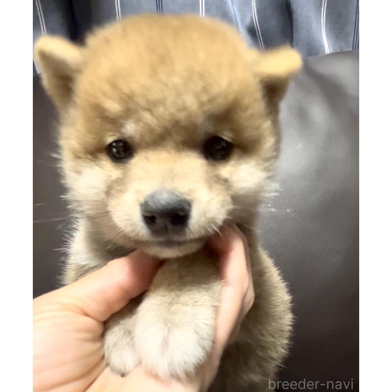 販売中の奈良県の豆柴-448072