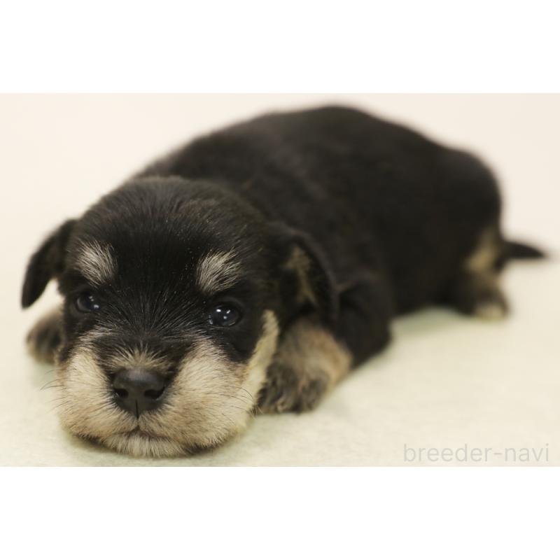 販売中の神奈川県のマルシュナ:マルチーズ×ミニチュアシュナウザー-449357の1枚目